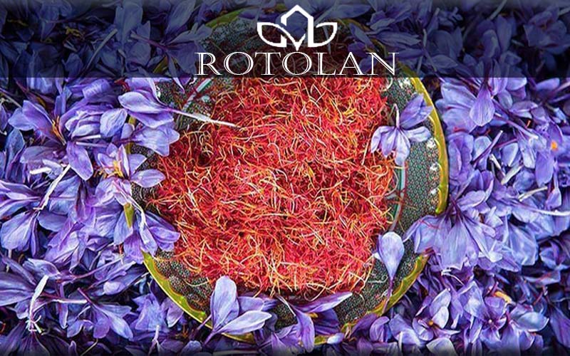 طراحی سایت Rotolan